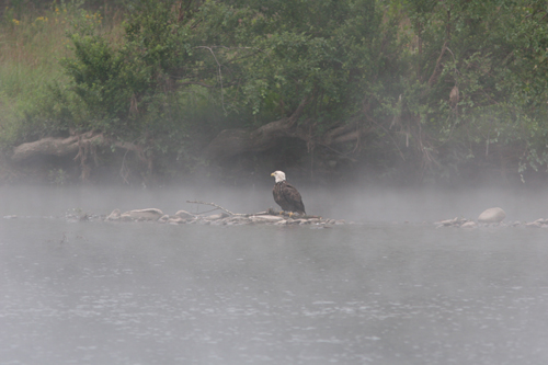 A bald eagle sits in the mist in the Delaware River at Narrowsburg, N.Y. Photo by David B. Soete.